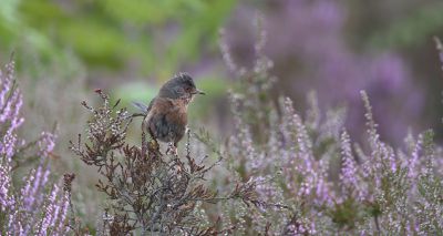 National Trust launches emergency appeal following